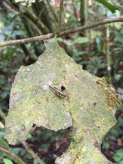 Scaria