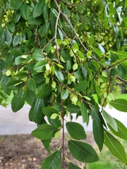 Ulmus parvifolia
