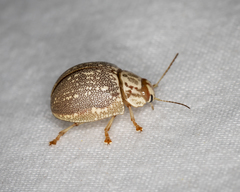 Paropsis deserti