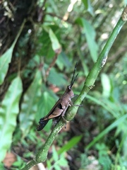 Xiphiola cyanoptera