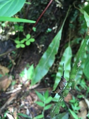 Xiphiola cyanoptera