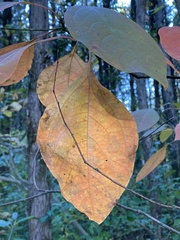 Sassafras