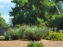 Hesperaloe parviflora