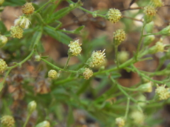 Baccharis plummerae