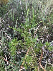 Hypericum fasciculatum