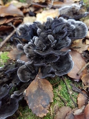 Phellodon sinclairii