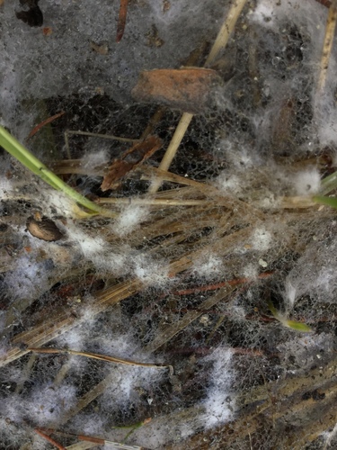 iNaturalist observation photo of Typhula