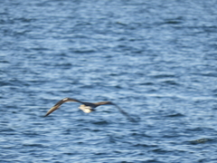 Stercorarius pomarinus