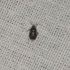 Deraeocoris lutescens