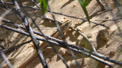 Sceloporus arenicolus