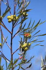 Grevillea refracta refracta
