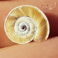 Xerosecta explanata