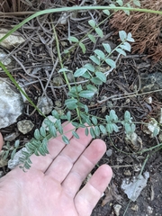 Astragalus crassicarpus