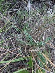 Astragalus crassicarpus