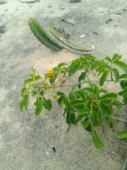 Allophylus puberulus