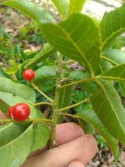 Allophylus puberulus