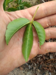 Allophylus puberulus