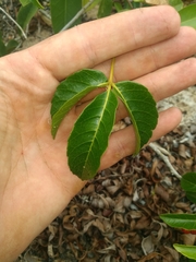 Allophylus puberulus