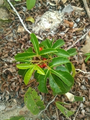 Allophylus puberulus