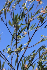 Grevillea refracta refracta