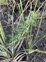 Proserpinaca pectinata