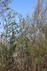 Grevillea refracta refracta