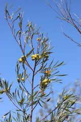 Grevillea refracta refracta