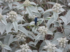 Pepsis mexicana