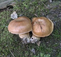 Cortinarius quercophilus