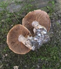 Cortinarius quercophilus