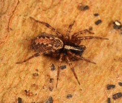 Textrix denticulata