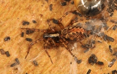 Textrix denticulata