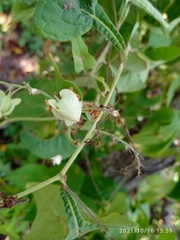 Pseudovates chlorophaea