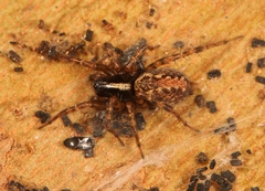Textrix denticulata