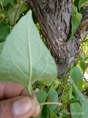 Pseudovates chlorophaea