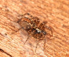 Textrix denticulata