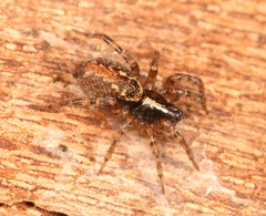 Textrix denticulata
