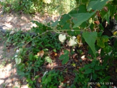 Pseudovates chlorophaea