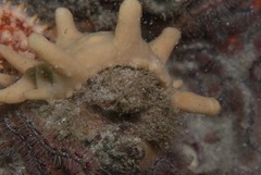 Dromidia hirsutissima