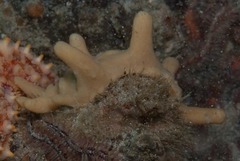 Dromidia hirsutissima