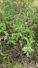 Oenothera rosea