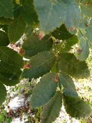 Bursera isthmica