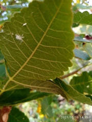 Bursera isthmica