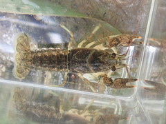 Faxonius theaphionensis