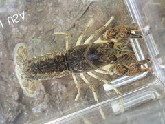 Faxonius theaphionensis