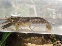 Faxonius theaphionensis