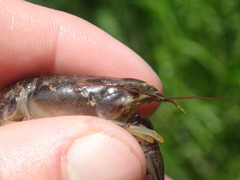 Faxonius theaphionensis