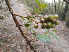 Citharexylum sulcatum