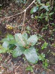 Citharexylum sulcatum