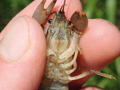 Faxonius theaphionensis